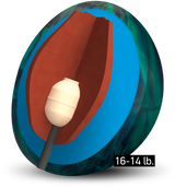 Columbia 300 Piranha PowerCOR Pearl Core